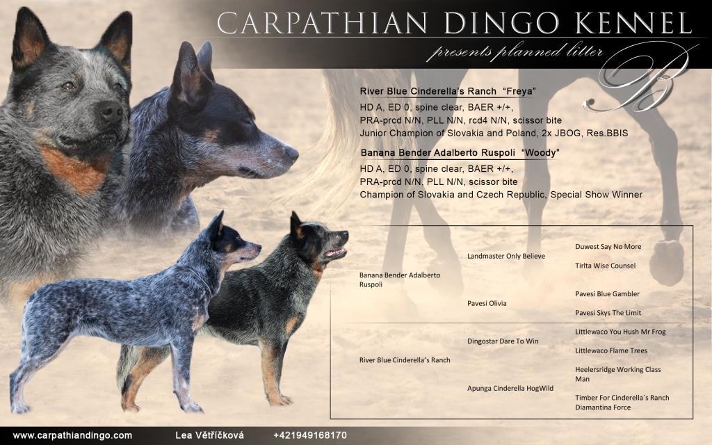 landmaster cattle dogs