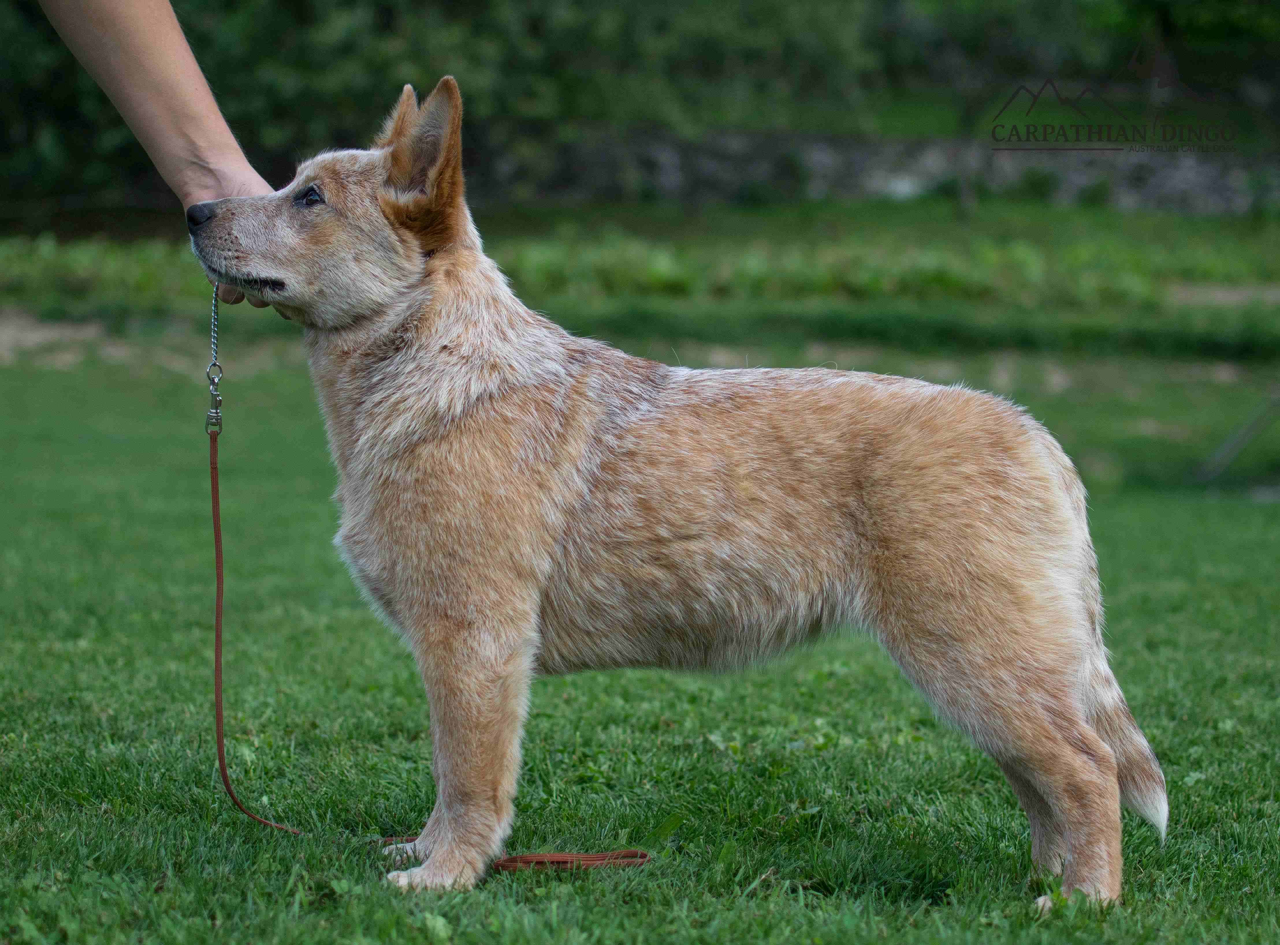 Lady malá