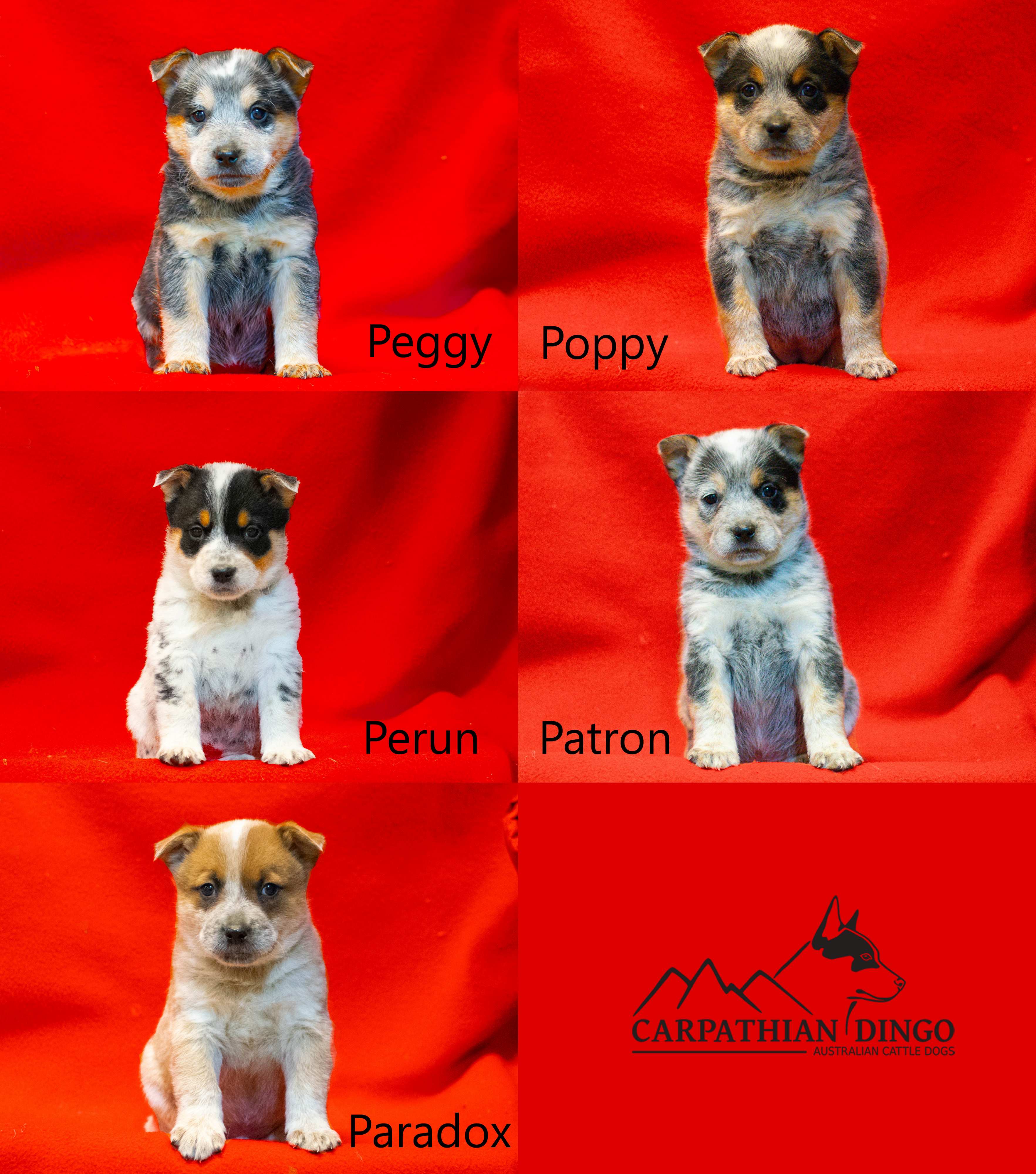 P litter all together