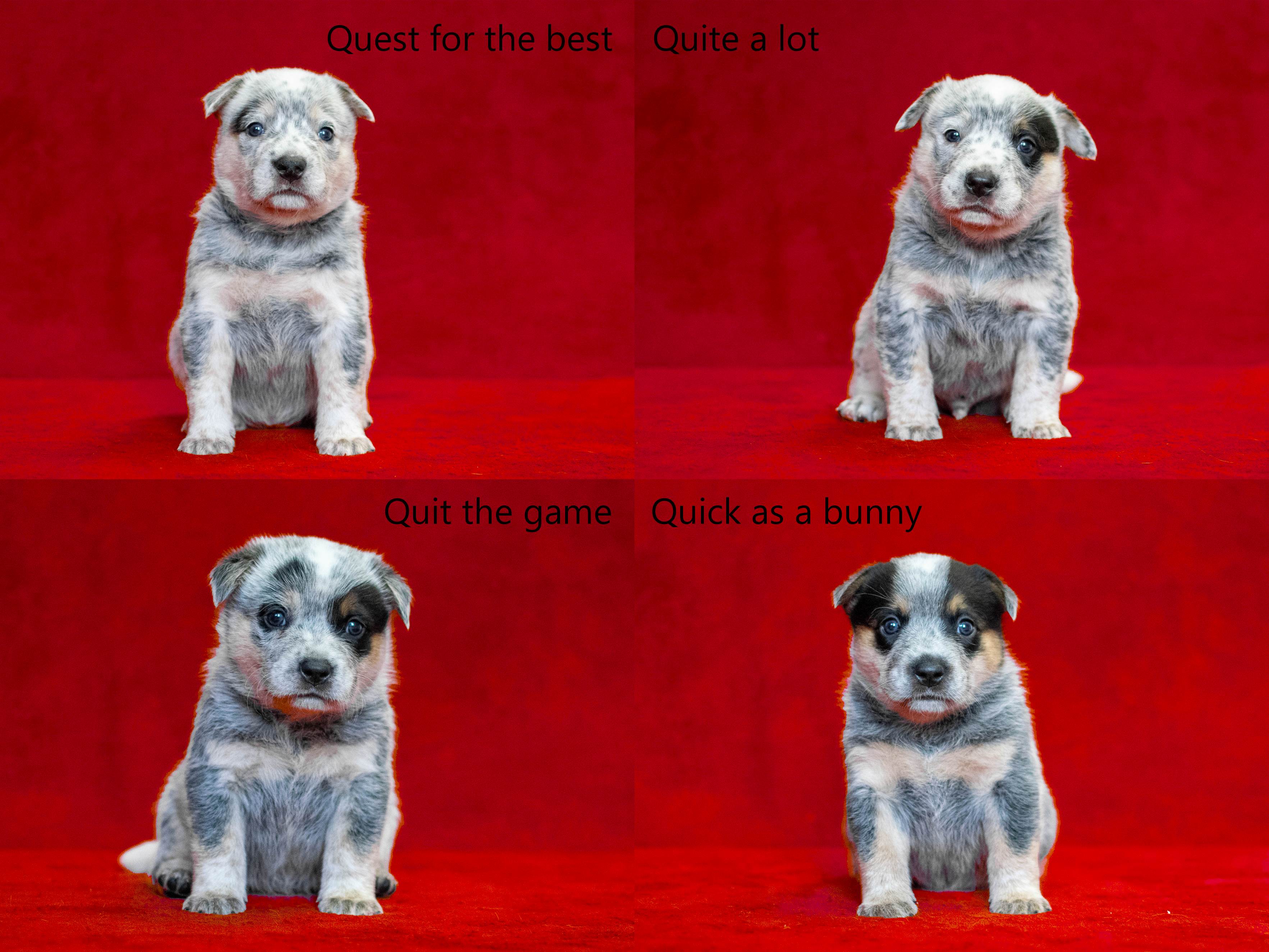 Qalltogether