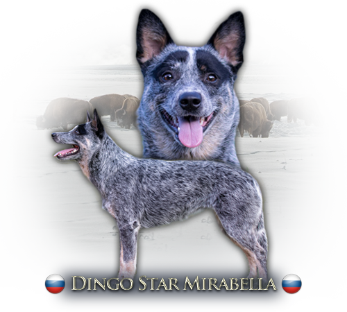 ACD